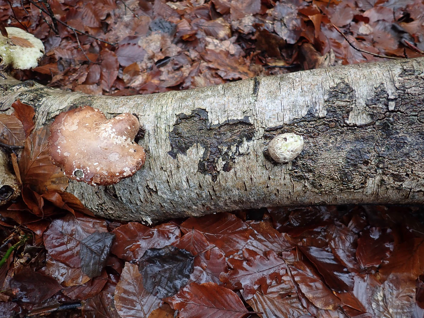 Photo by Penny Cullington Fomitopsis betulina by Penny Cullington